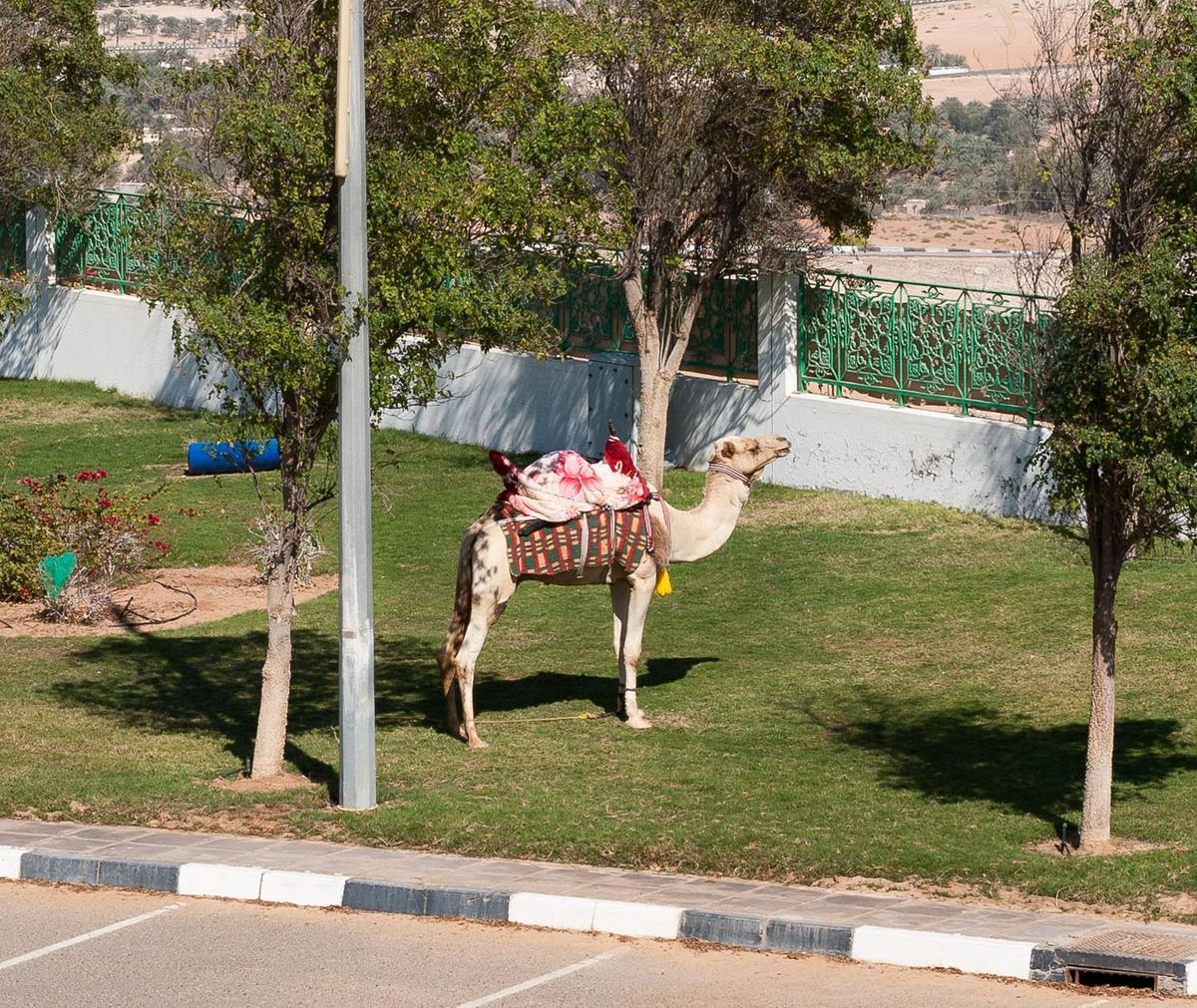 Backyard camel