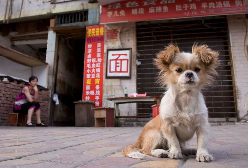 1dog_china