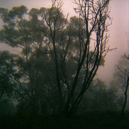 Canberra, Australia, Trees in Fog 1, 2015