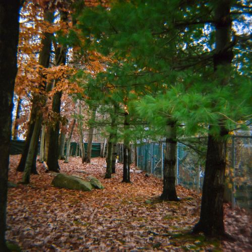 Trees, New Square, New York, 2015