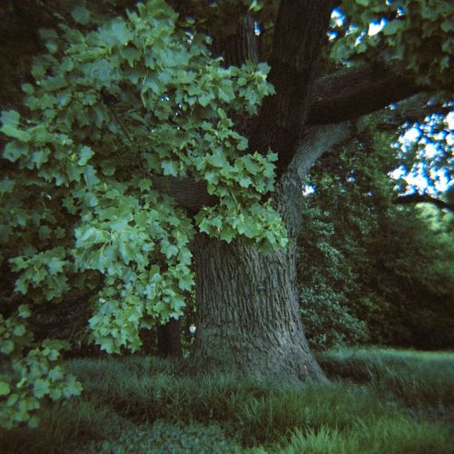 Tulip Poplar, 2010