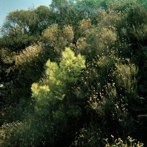 Trees, Turkey, 2011