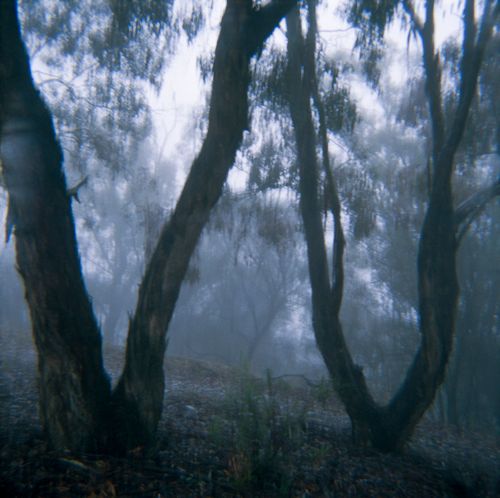 Canberra, Australia, Trees in Fog 2, 2015