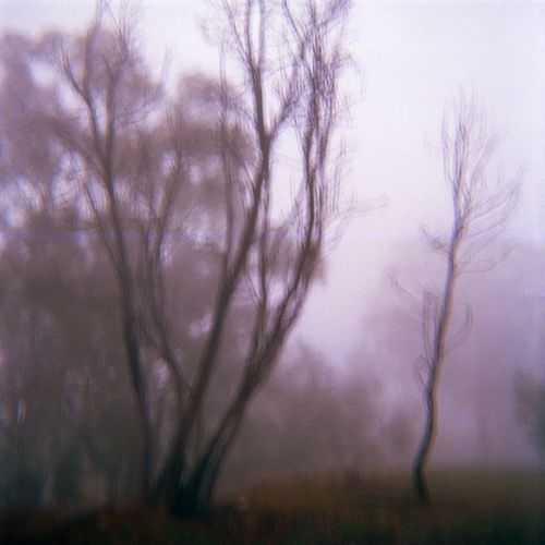 Canberra, Australia, Trees in Fog 3, 2015