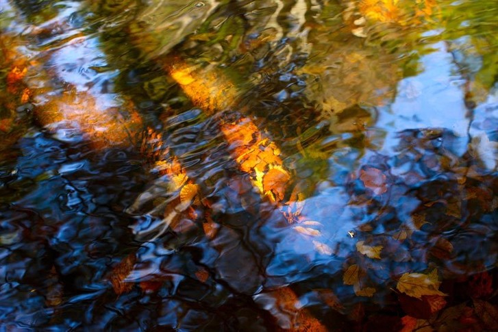 1fallen_leaves_october_11_2009_3.jpg