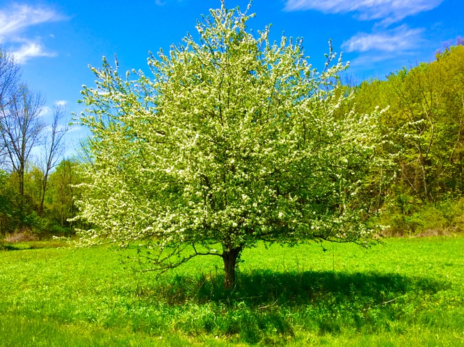 Columbia County Farm May 24 2019 6.JPG