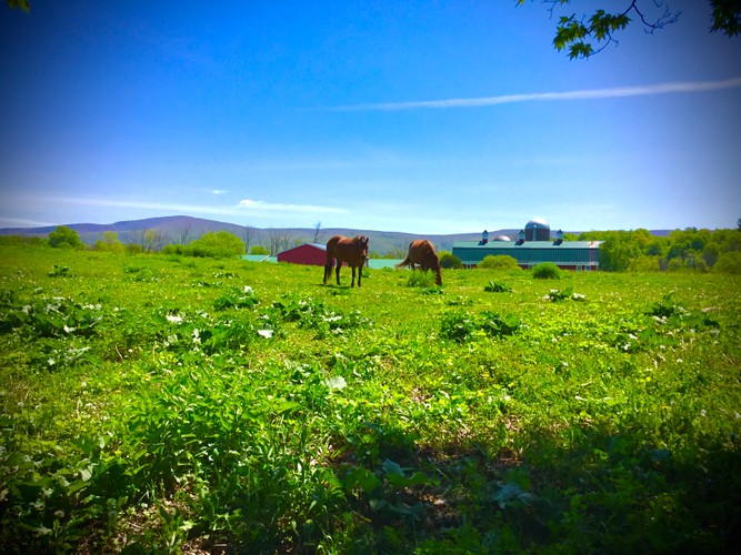 Columbia County Farm May 24 2019 8.JPG