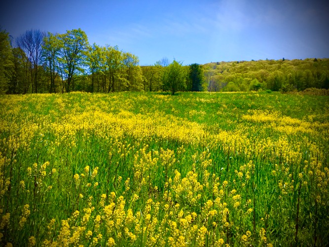 Open field Columbia County October 15 2021.JPG
