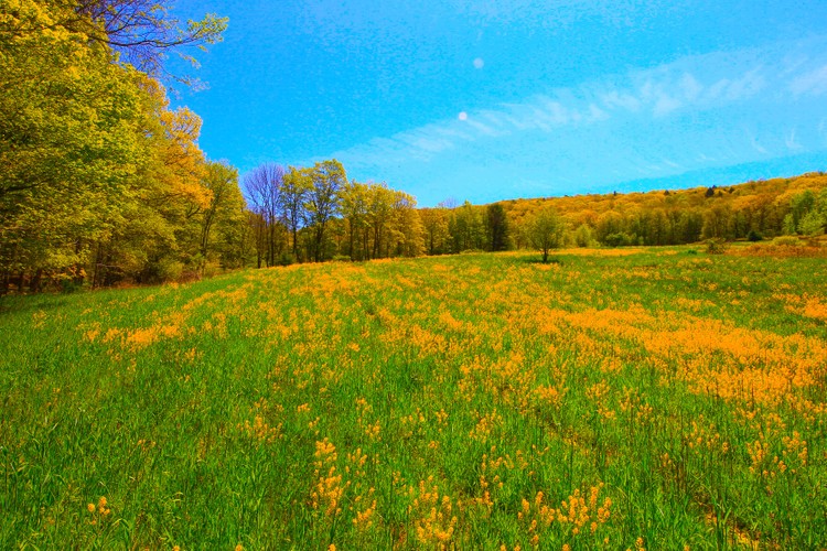 Open field Columbia County Pumpkin Hill May 15 2021 email 2.jpg