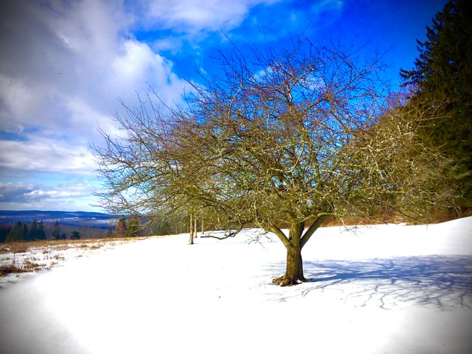 January 19 2020 Wild tree in Dutchess County.JPG