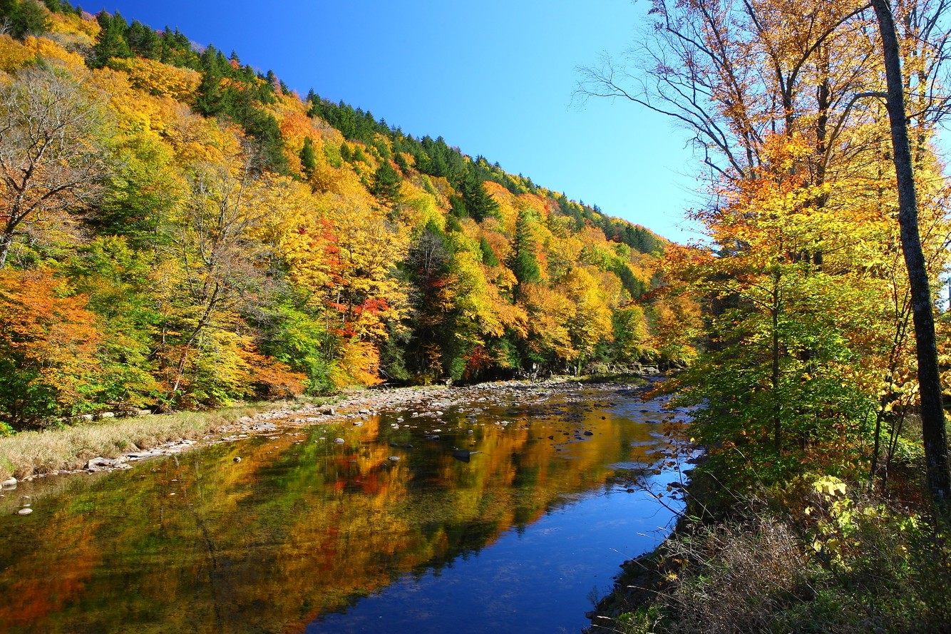 Catskill Autumn Stream.JPG