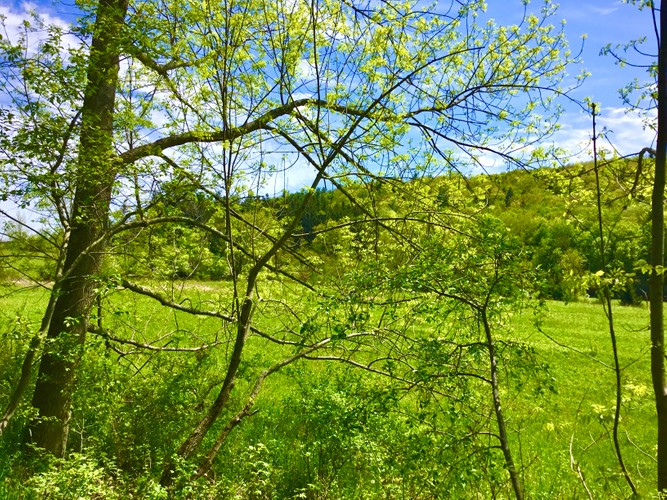 Columbia County Farm May 24 2019 3.JPG