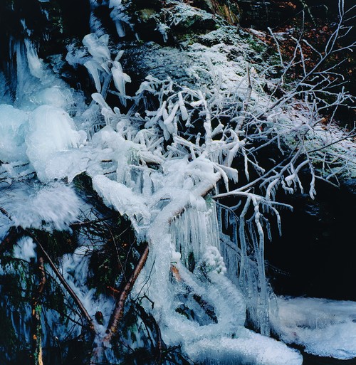 Icey Winter branches frozen in time.jpg