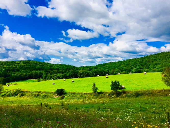 Columbia County Farm in Summer.JPG