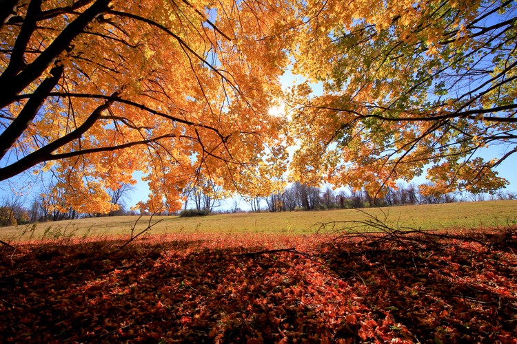 Sun Leaves Sky Fall.jpg