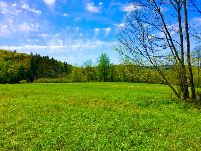 Columbia County Farm May 24 2019 4.JPG