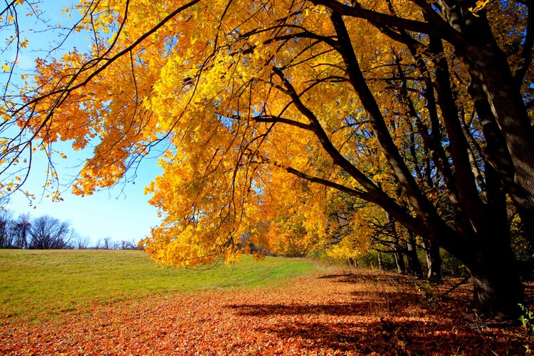 Sun Leaves Sky 5.jpg