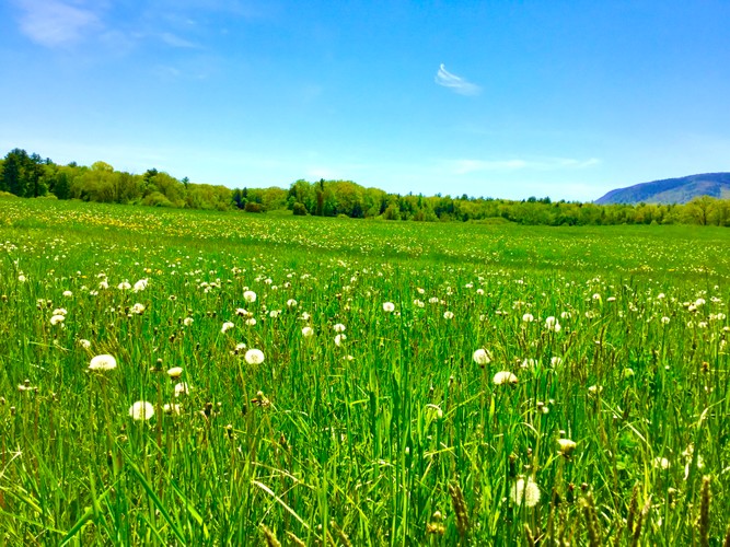 Columbia County Farm May 24 2019 7.JPG