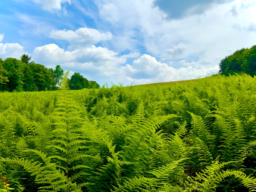 Hunter Mountain Area. 3.jpg