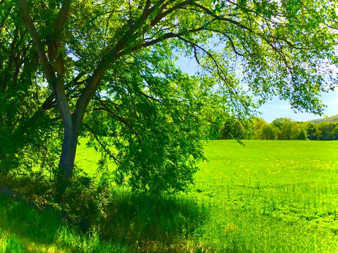 Columbia County Farm May 24 2019 9.JPG