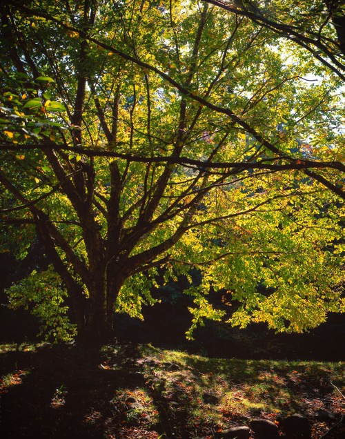 Grand Tree along Catskill brook early Fall 2.jpg