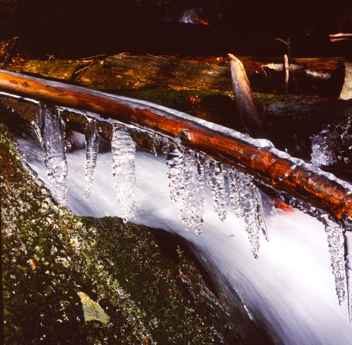 Icey Winter diamond branches 4.jpg