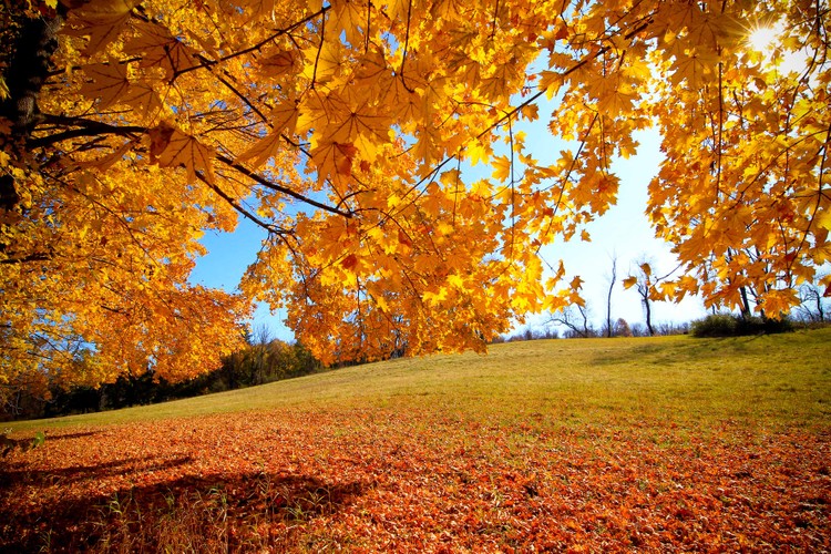 Sun Leaves Sky 4.jpg