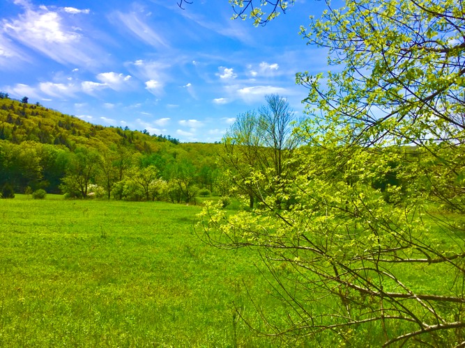 Columbia County Farm May 24 2019 2.JPG