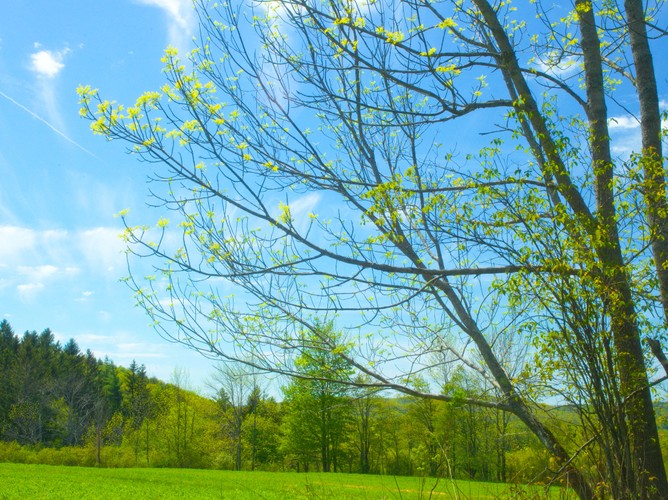 Hasselblad Columbia County Springtime field May 24 2019 2.jpg