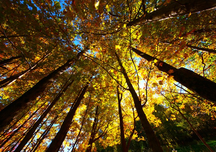 Fall foliage 2024 Canon 3.JPG