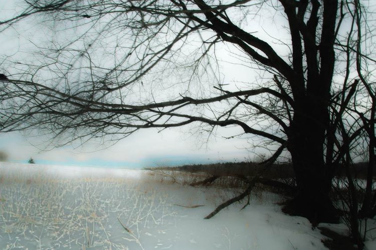 1oldtreeinsnowyfield.jpg