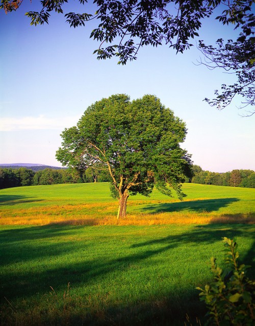 Grand tree Summer 1999 2.jpg