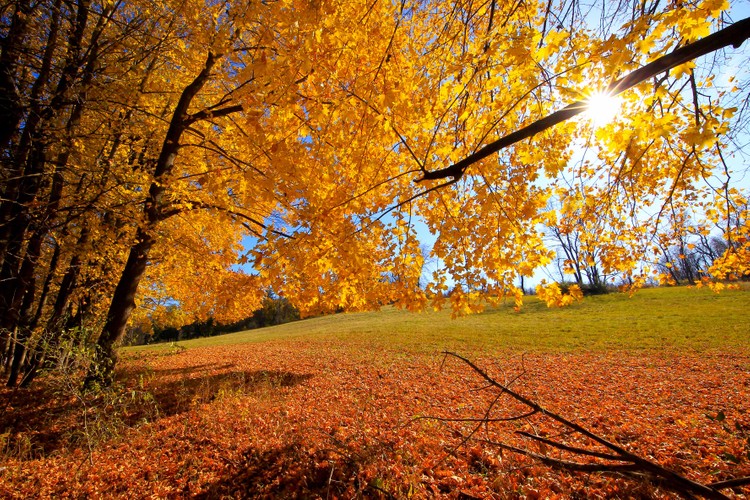 Sun Leaves Sky  2.jpg