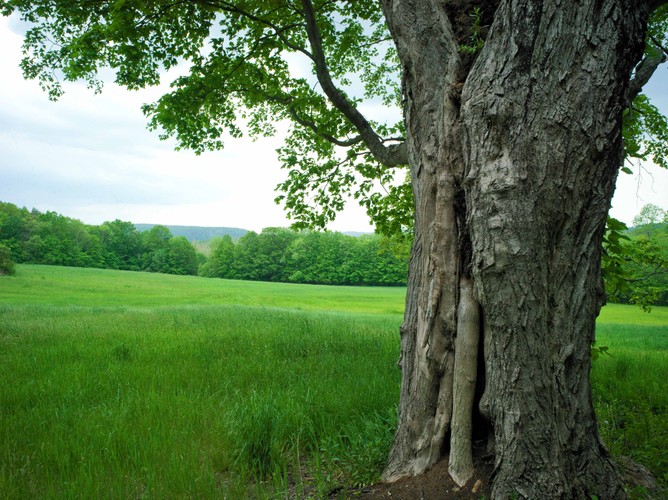 CT Skiff Mtn Preserve 5 22 21 send.jpg