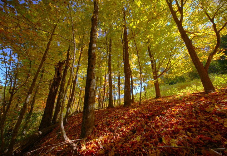 Fall foliage 2024 Canon.JPG