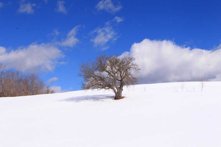 Apple Tree Catskills 2 Winter.JPG