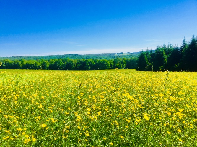 Catskill Meadow towards Slide Mountain.JPG