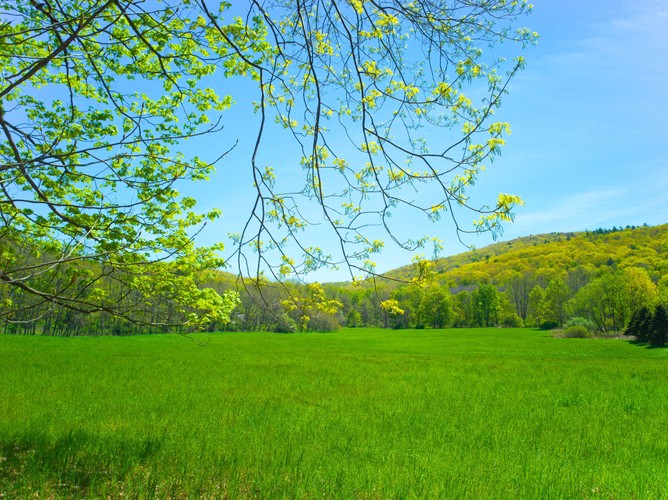 Open field Columbia County Wolf Hill May 15 2021 Spring fiedl.jpg