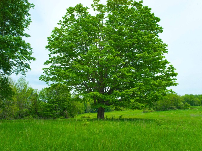 CT Skiff Mtn Preserve 5 22 21 3 send.jpg