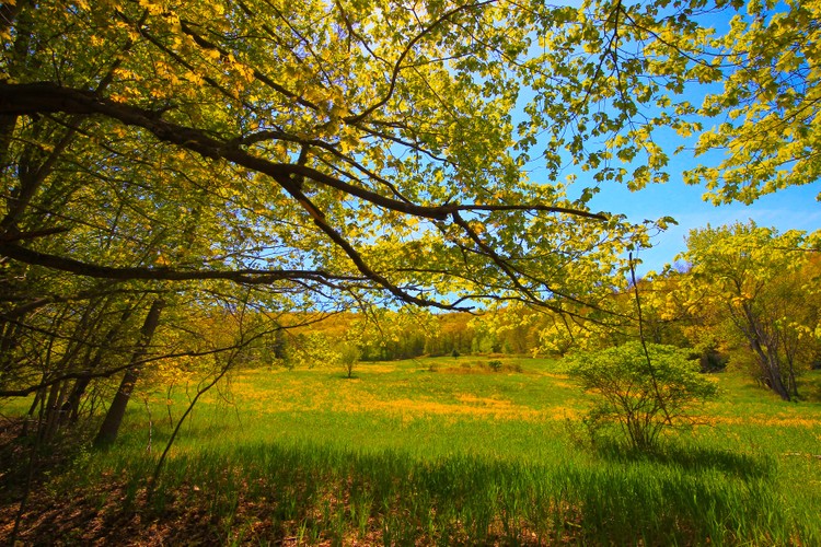 Open field Columbia County Pumpkin Hill May 15 2021 email.jpg
