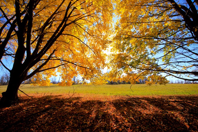 Sun Leaves Sky  3.jpg