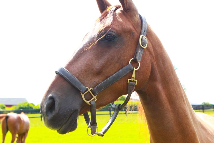 Champion Show Jumper Champion Jumping King