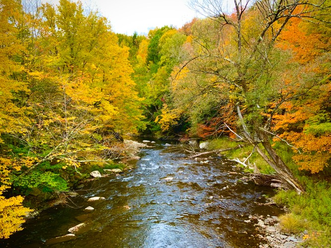 Fall foliage 10 08 22 8.jpg