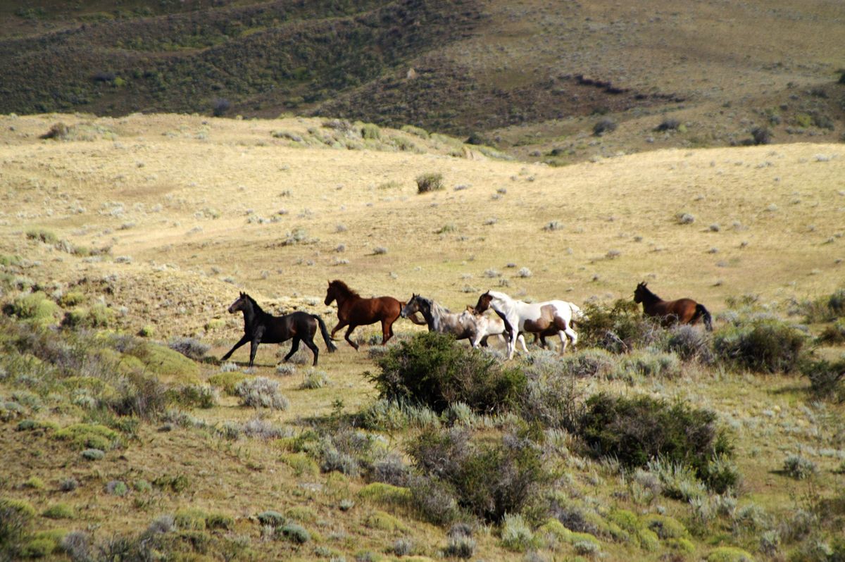 ATA running free WEB.jpg