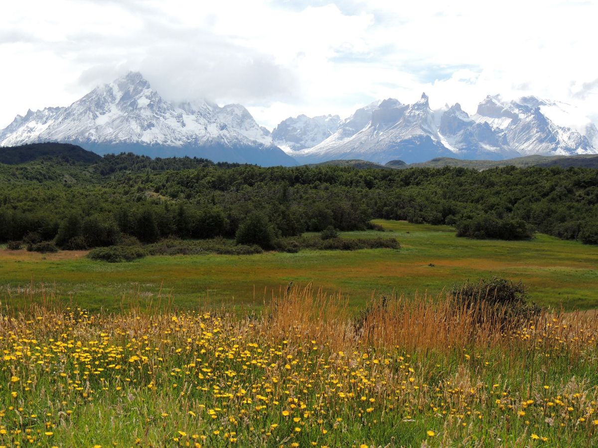 PATA mt blooms WEB.jpg