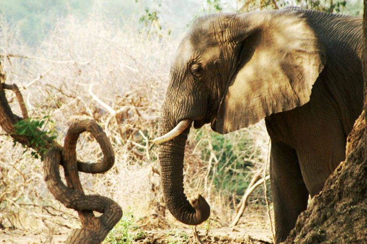 1zambia_ele_curve_branch