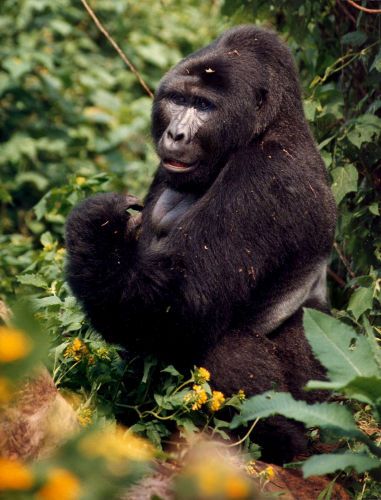 1GORILLAi_n_the_flowers