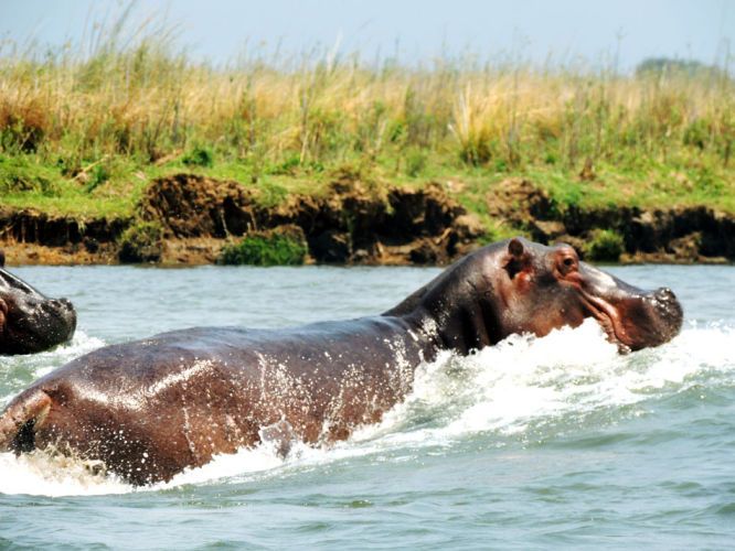 1zambia_hippo_splash