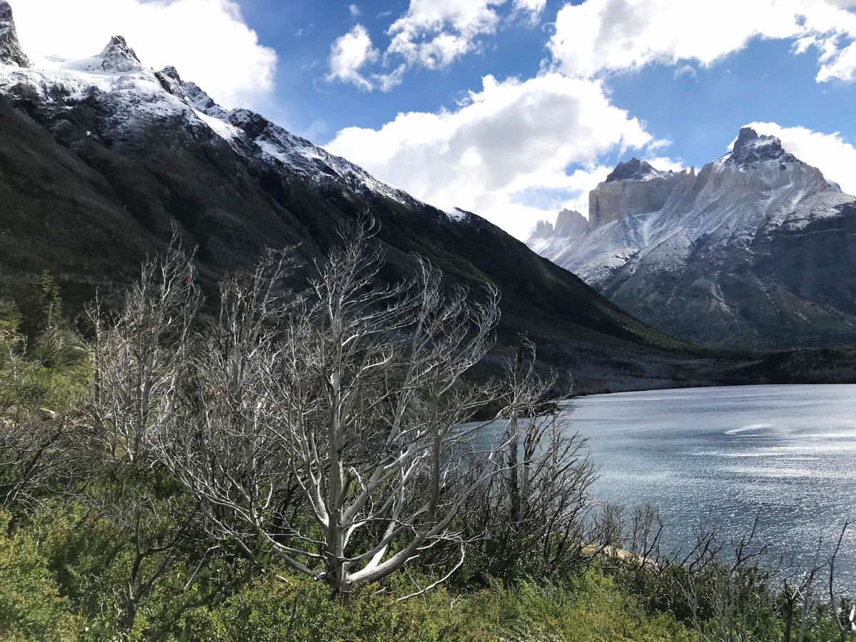 PATA silver tree WEB.jpg