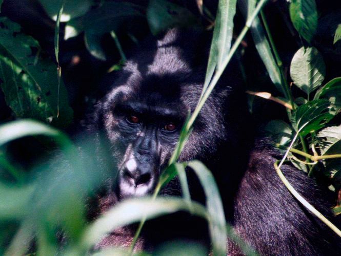 1gorilla_i_c_u_low_res_jpg